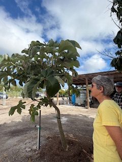 Field Trip: Fruitscapes in Bokeelia